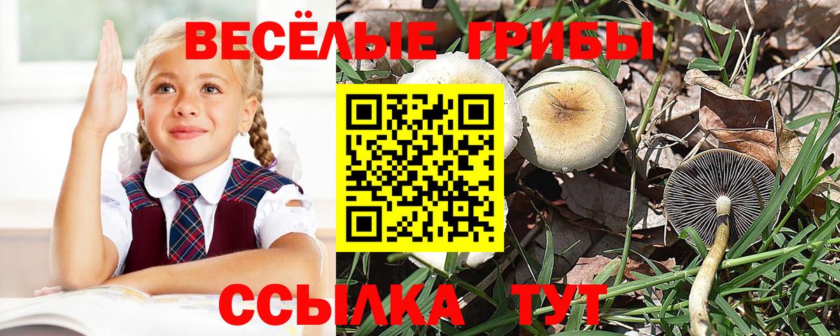 Галлюциногенные грибы прущие грибы  наркошоп  Сунжа  Вход с VPN  Псилоцибиновые грибы Cubensis 